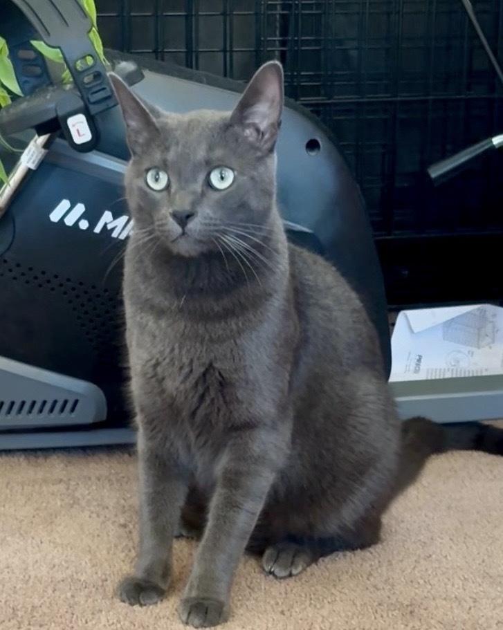 Lucas, Adoptable, Adult Male Domestic Short Hair & Russian Blue.