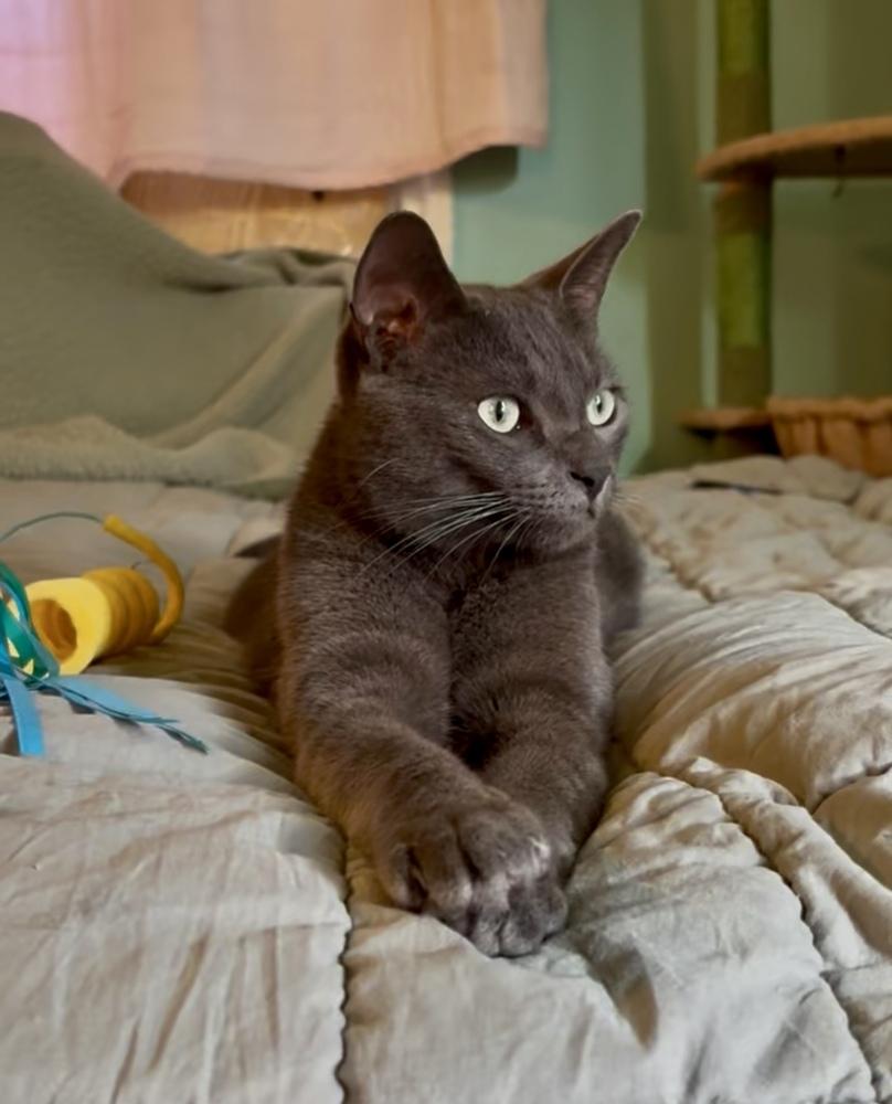 Lucas, a Adoptable mixed breed in Gardena, CA image 2/4