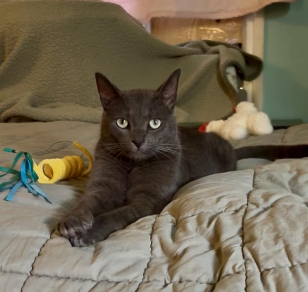 Lucas, a Adoptable mixed breed in Gardena, CA image 3/4