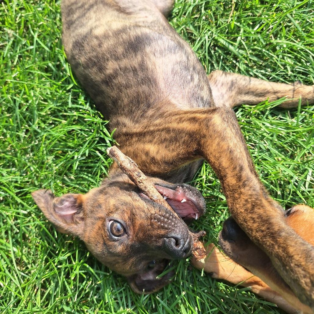 Currant 22750, Adoptable, Puppy Female Terrier & Chihuahua.