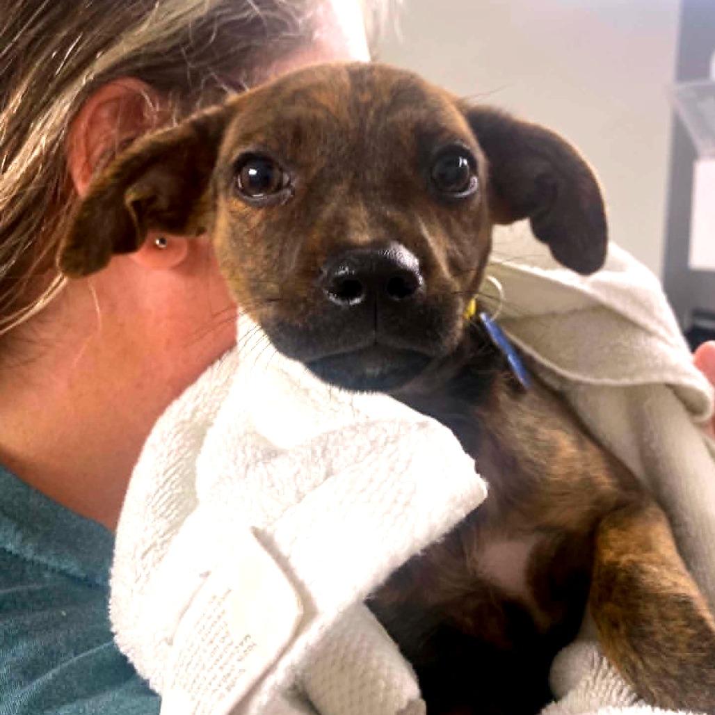 Currant 22750, a Adoptable mixed breed in Minneapolis, MN image 2/5