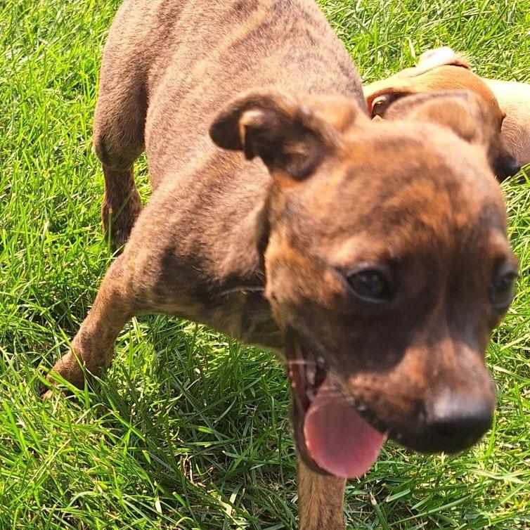 Currant 22750, a Adoptable mixed breed in Minneapolis, MN image 4/5