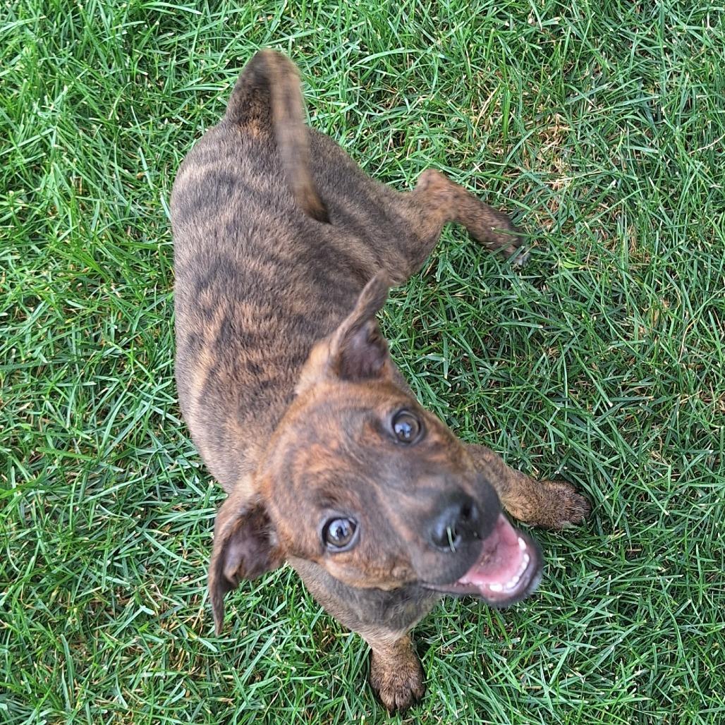 Currant 22750, a Adoptable mixed breed in Minneapolis, MN image 5/5