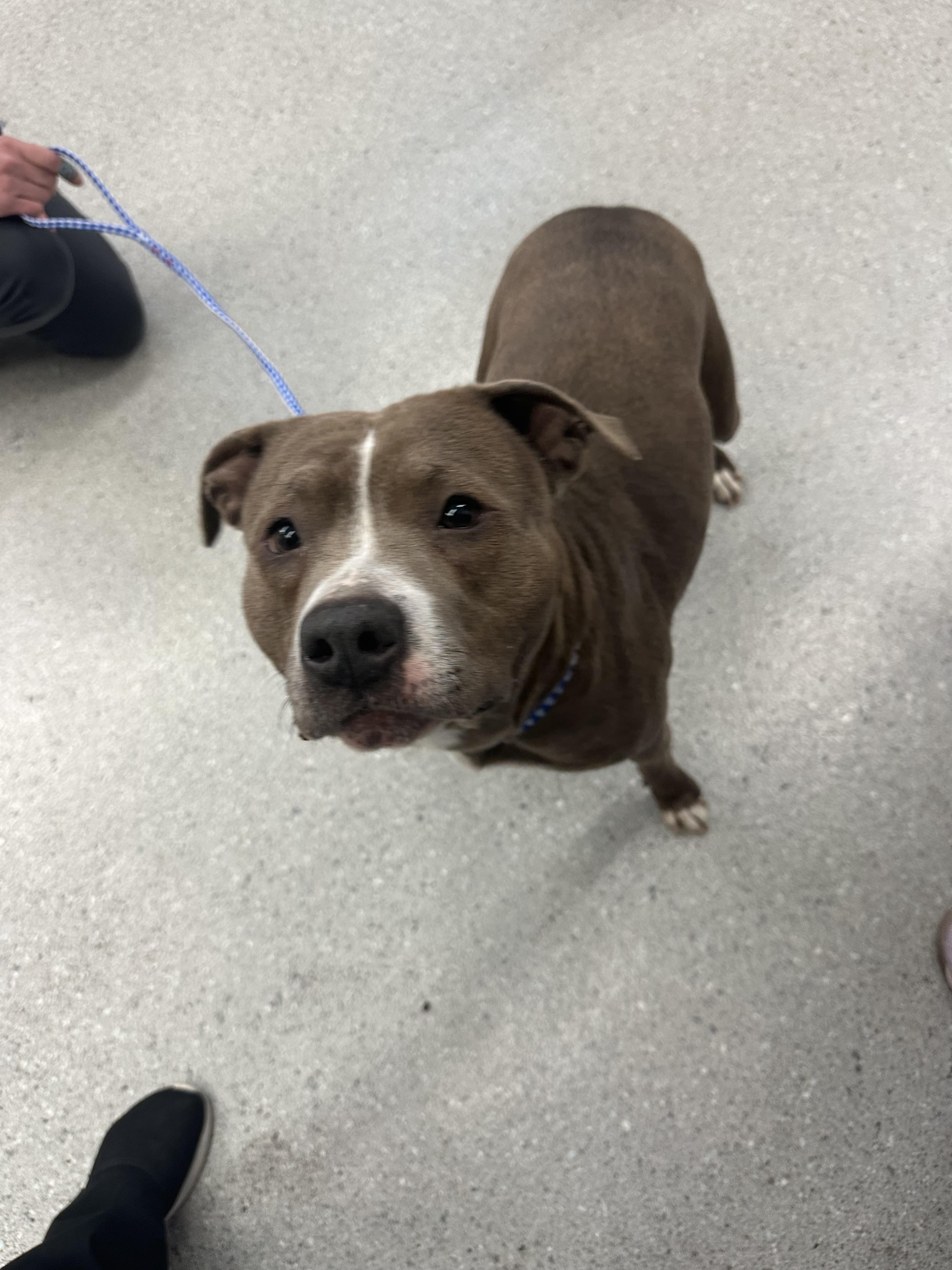 Wiggles, Adoptable, Adult Female Pit Bull Terrier.