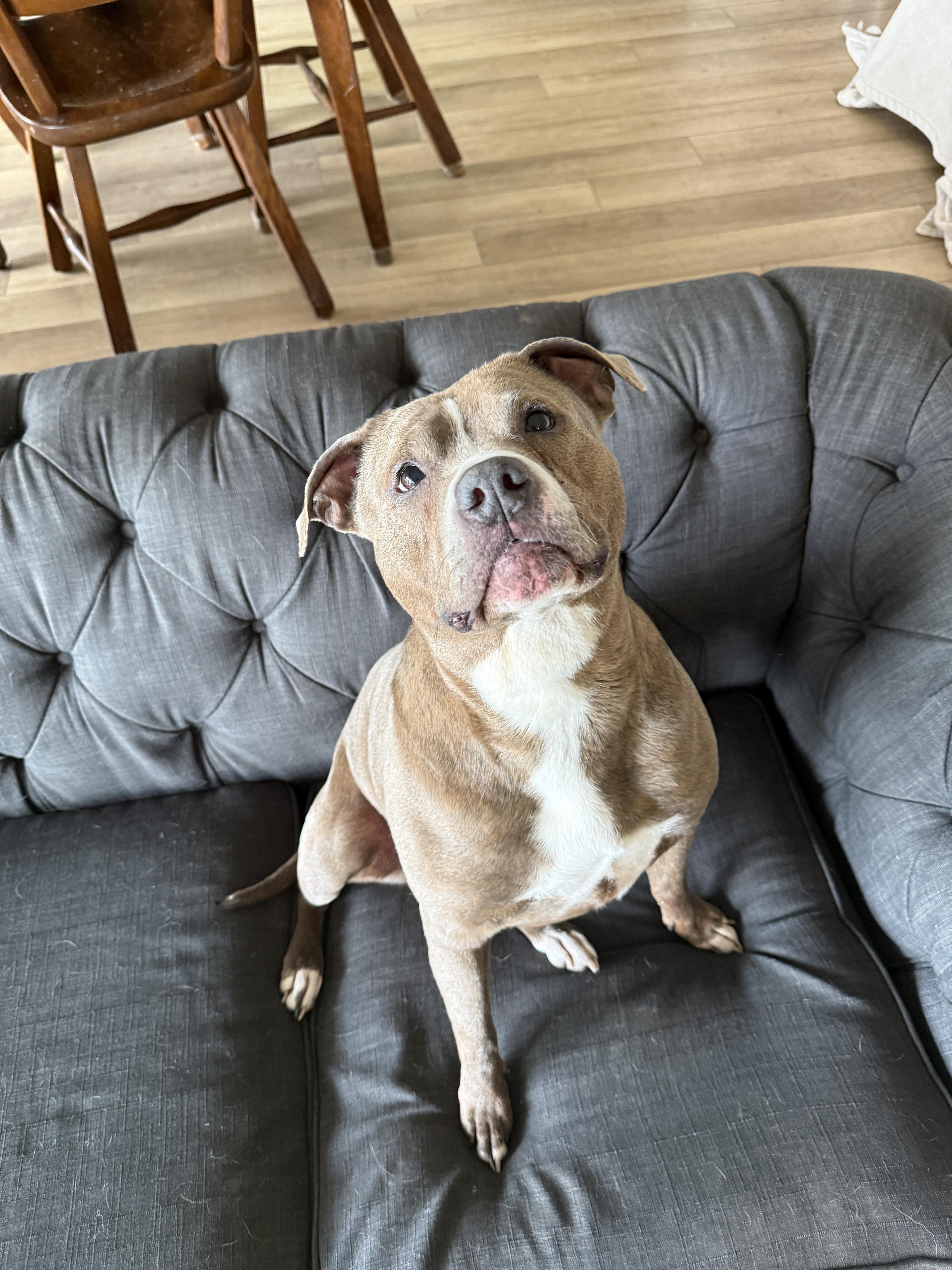 Enlarge Wiggles, a Adoptable mixed breed in Grand Rapids, MI image 2/4