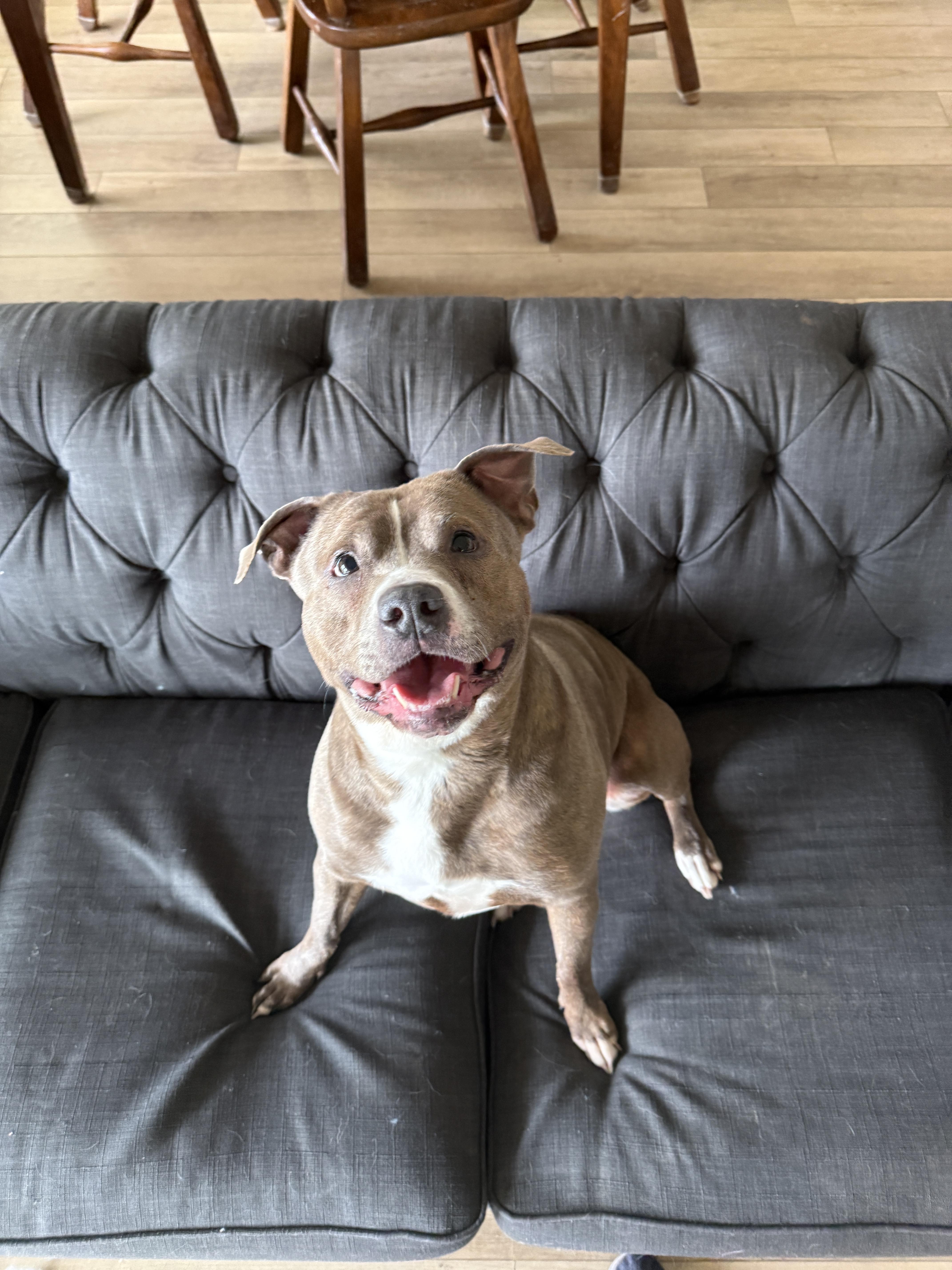 Enlarge Wiggles, a Adoptable mixed breed in Grand Rapids, MI image 3/4