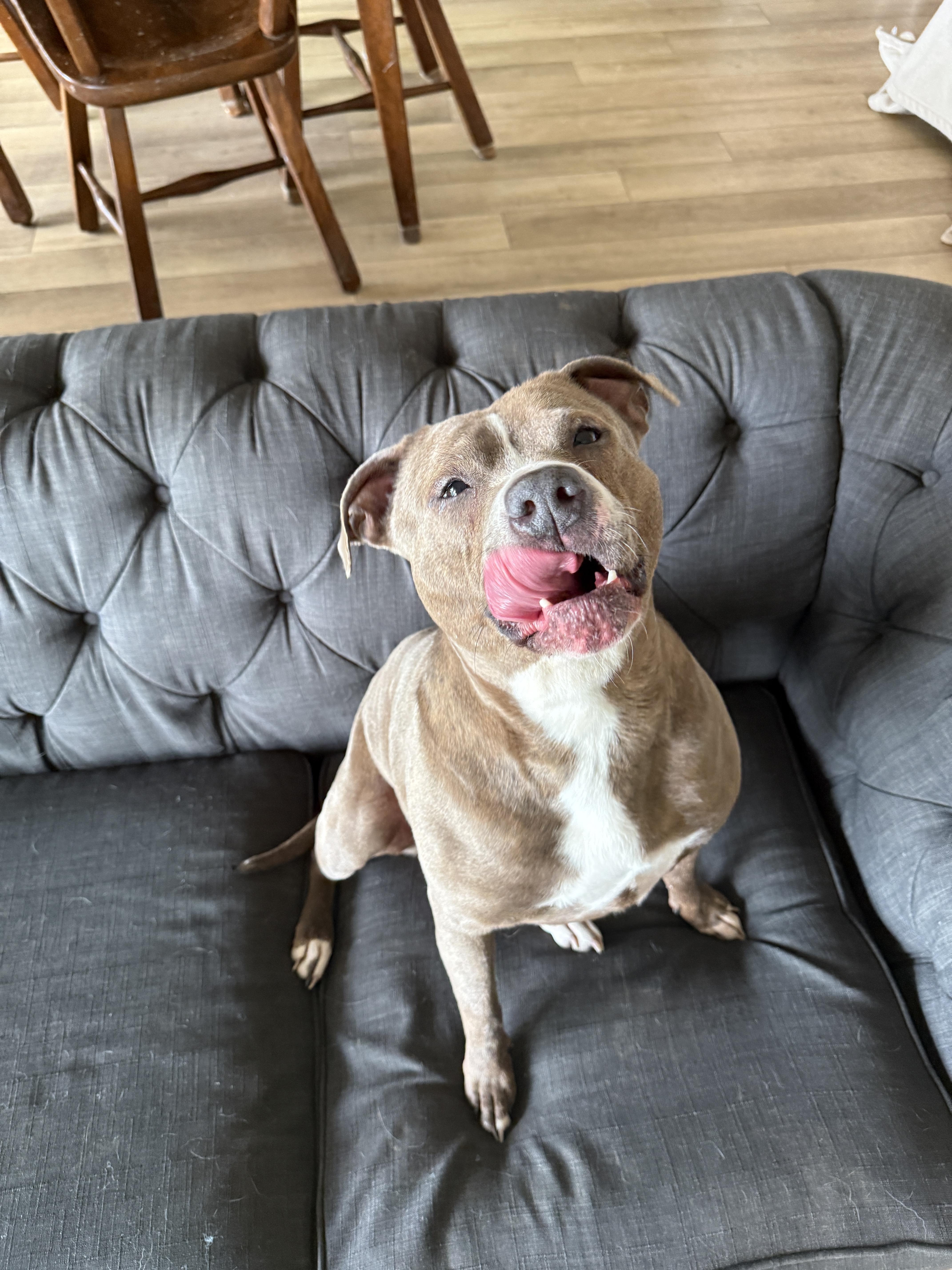 Enlarge Wiggles, a Adoptable mixed breed in Grand Rapids, MI image 4/4