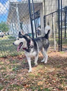 Enlarge Ace, a ADOPTABLE Siberian Husky in Winter Haven, FL image 2/2