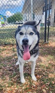 Ace, ADOPTABLE, Adult Male Siberian Husky.