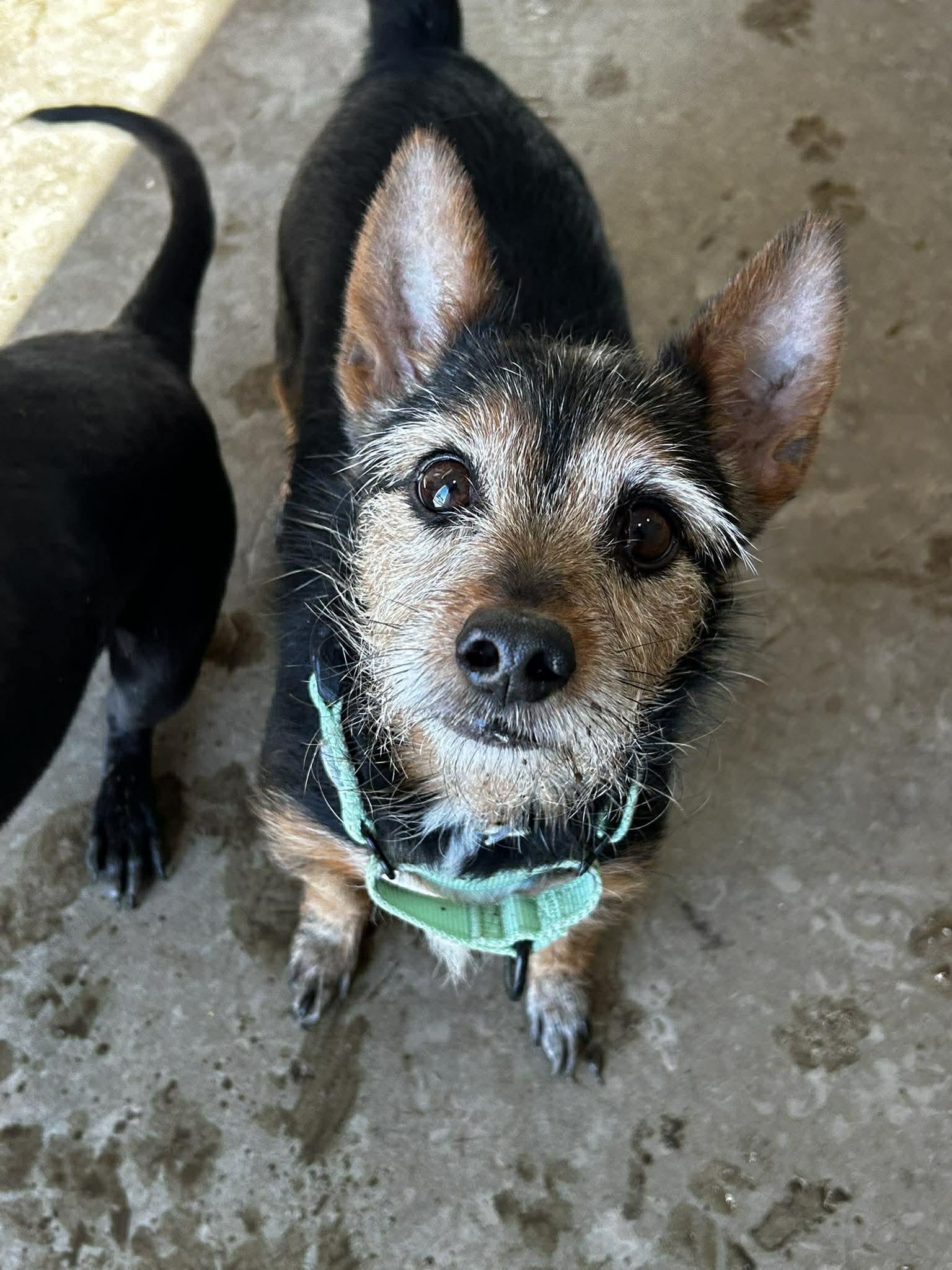 Enlarge Junior, a ADOPTABLE mixed breed in Brunswick, OH image 3/4