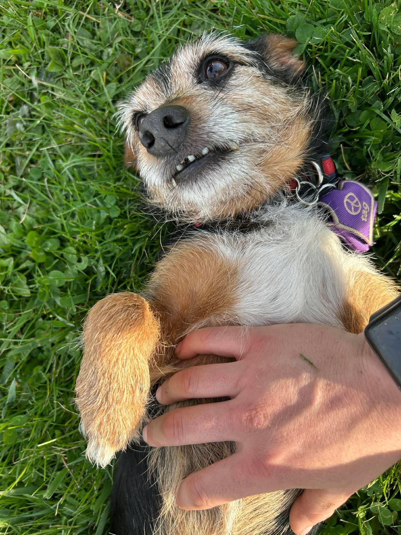 Enlarge Junior, a ADOPTABLE mixed breed in Brunswick, OH image 4/4