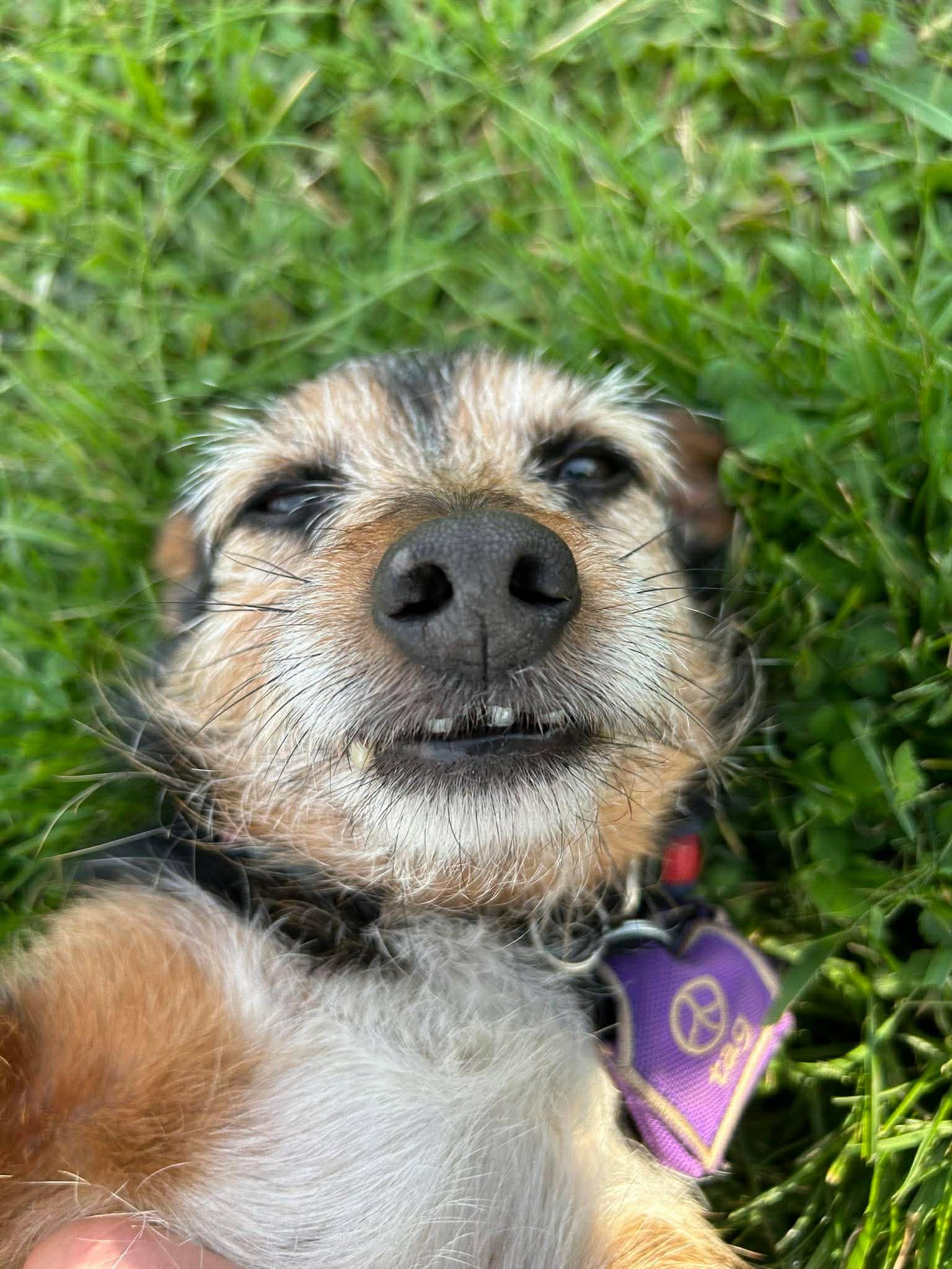 Junior, ADOPTABLE, Senior Male Yorkshire Terrier.