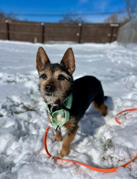 Enlarge Junior, a ADOPTABLE mixed breed in Brunswick, OH image 2/4