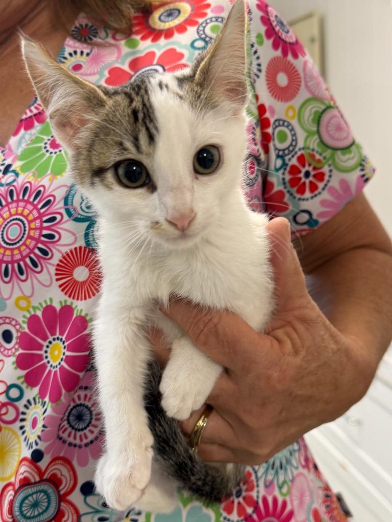 Opossum, Adoptable, Kitten Male Domestic Short Hair.