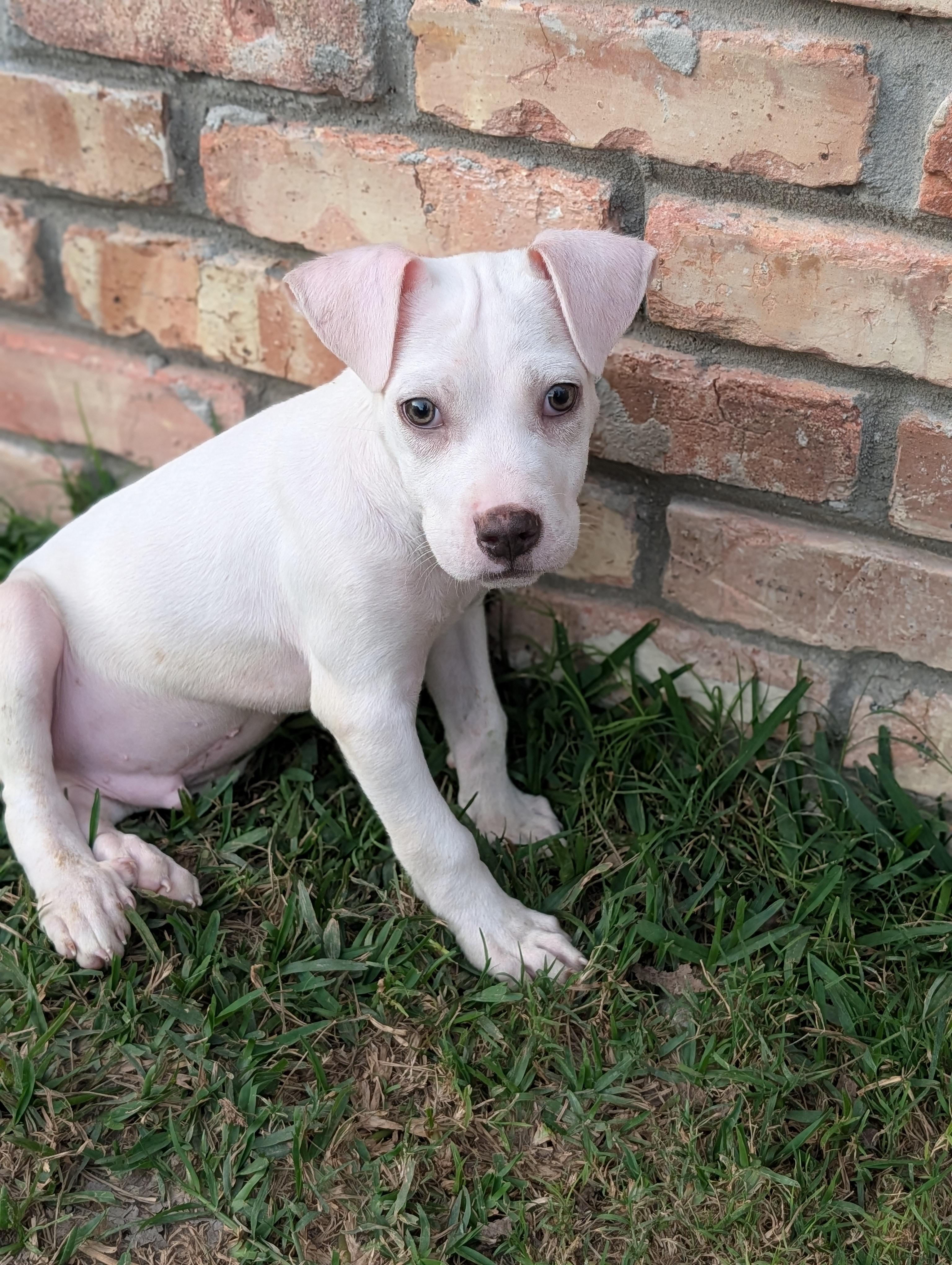 Enlarge Bronco, a Adoptable mixed breed in Baton Rouge, LA image 2/4