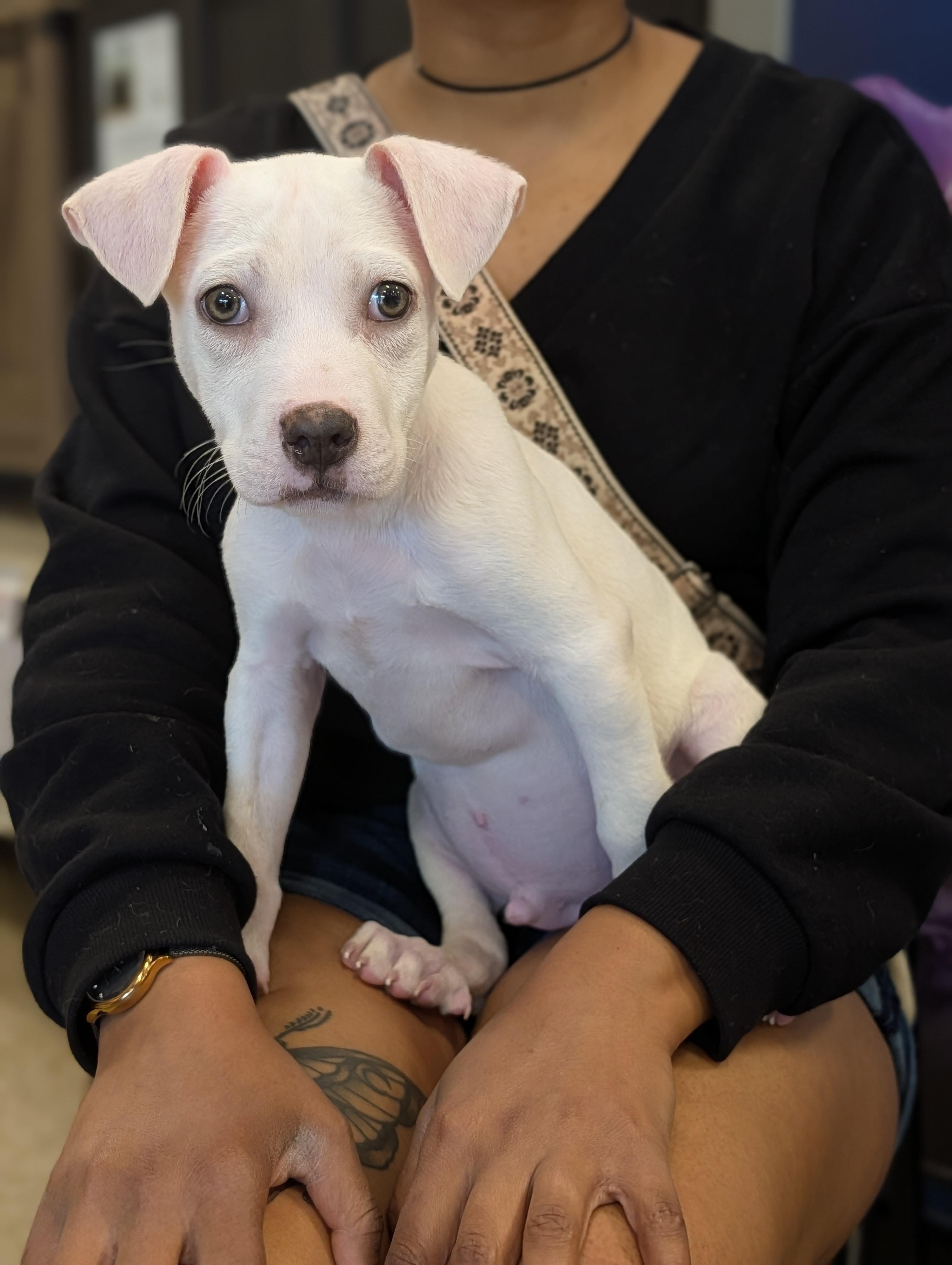 Enlarge Bronco, a Adoptable mixed breed in Baton Rouge, LA image 4/4