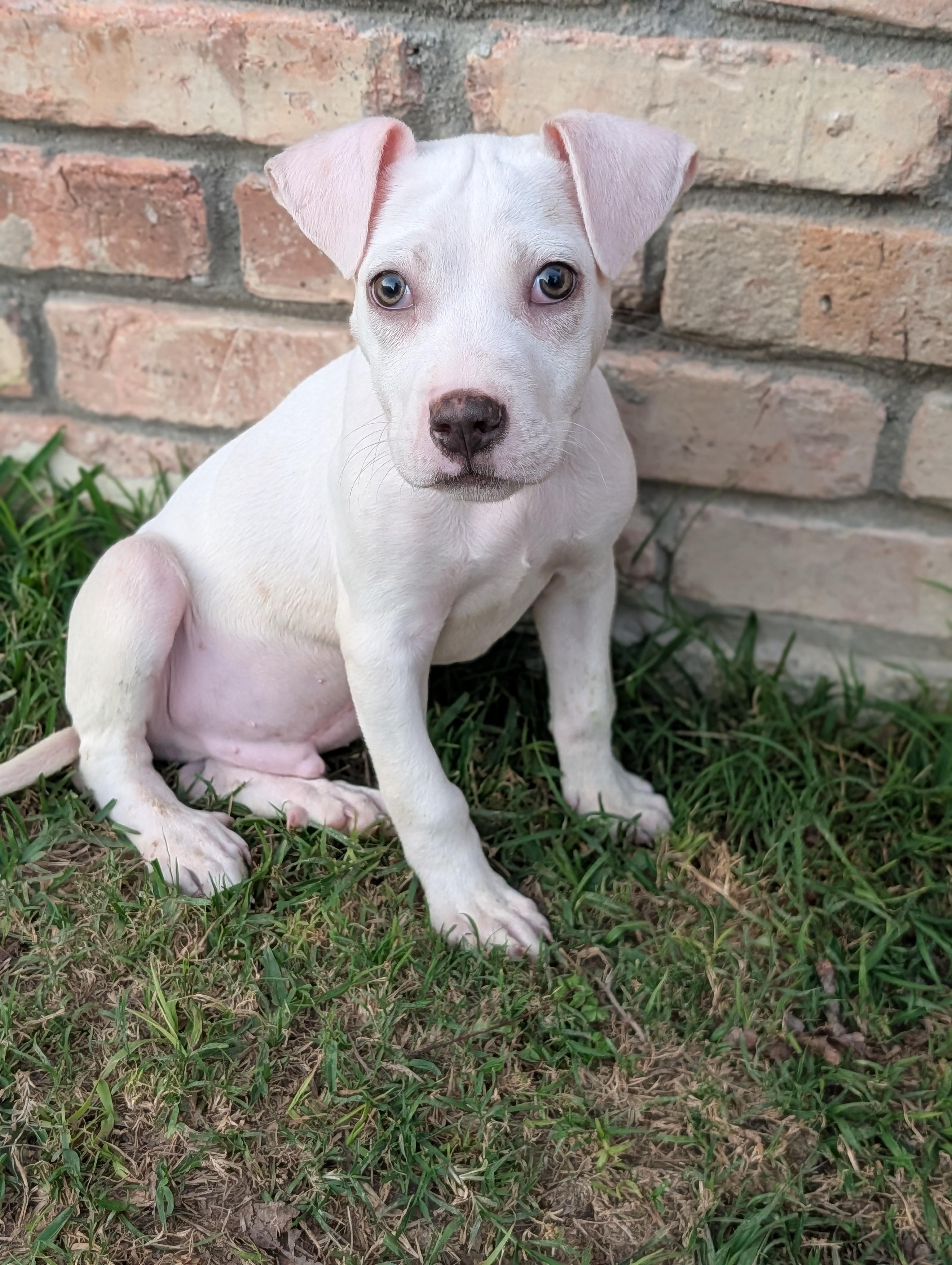 Enlarge Bronco, a Adoptable mixed breed in Baton Rouge, LA image 1/4