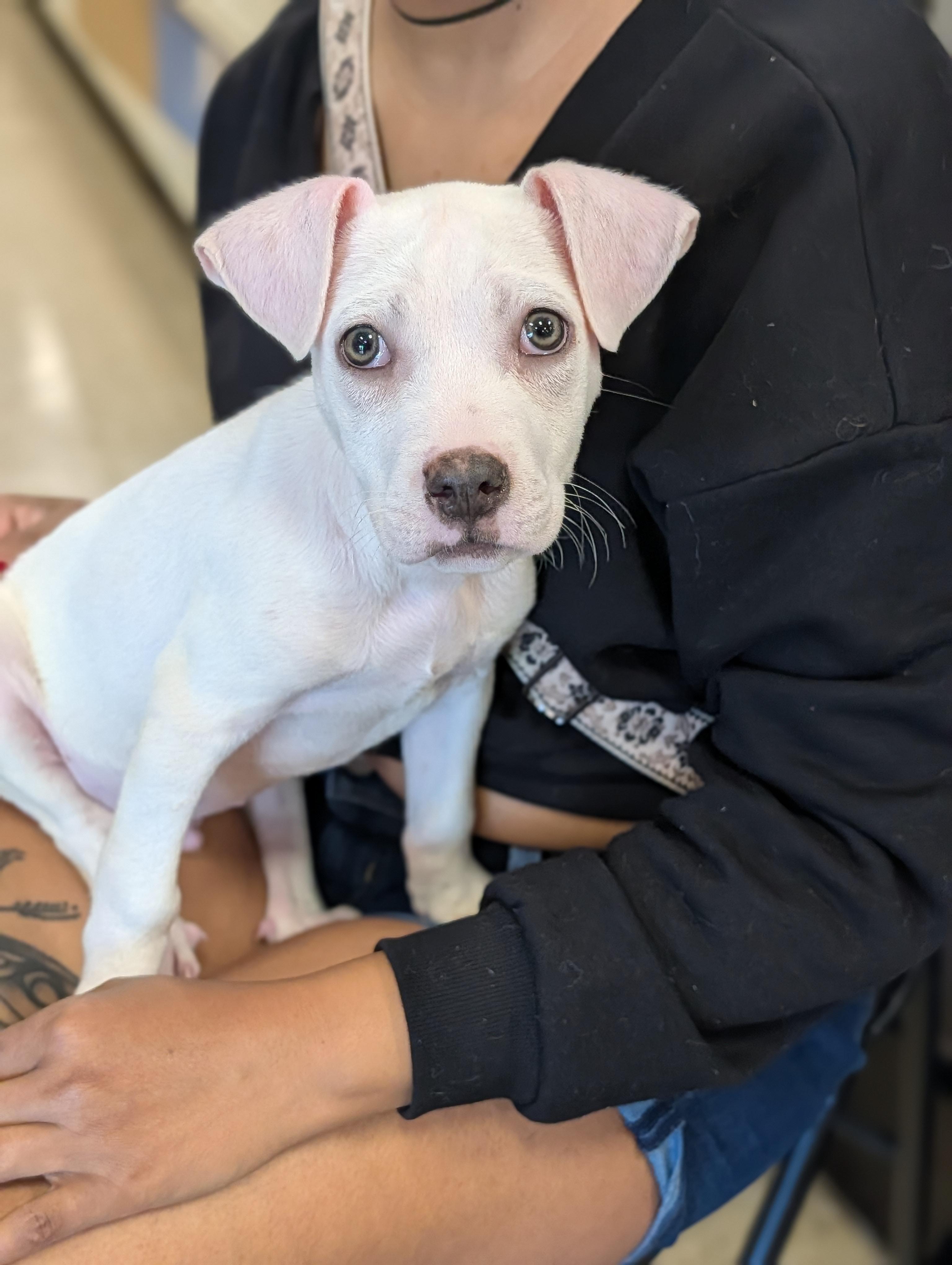 Enlarge Bronco, a Adoptable mixed breed in Baton Rouge, LA image 3/4