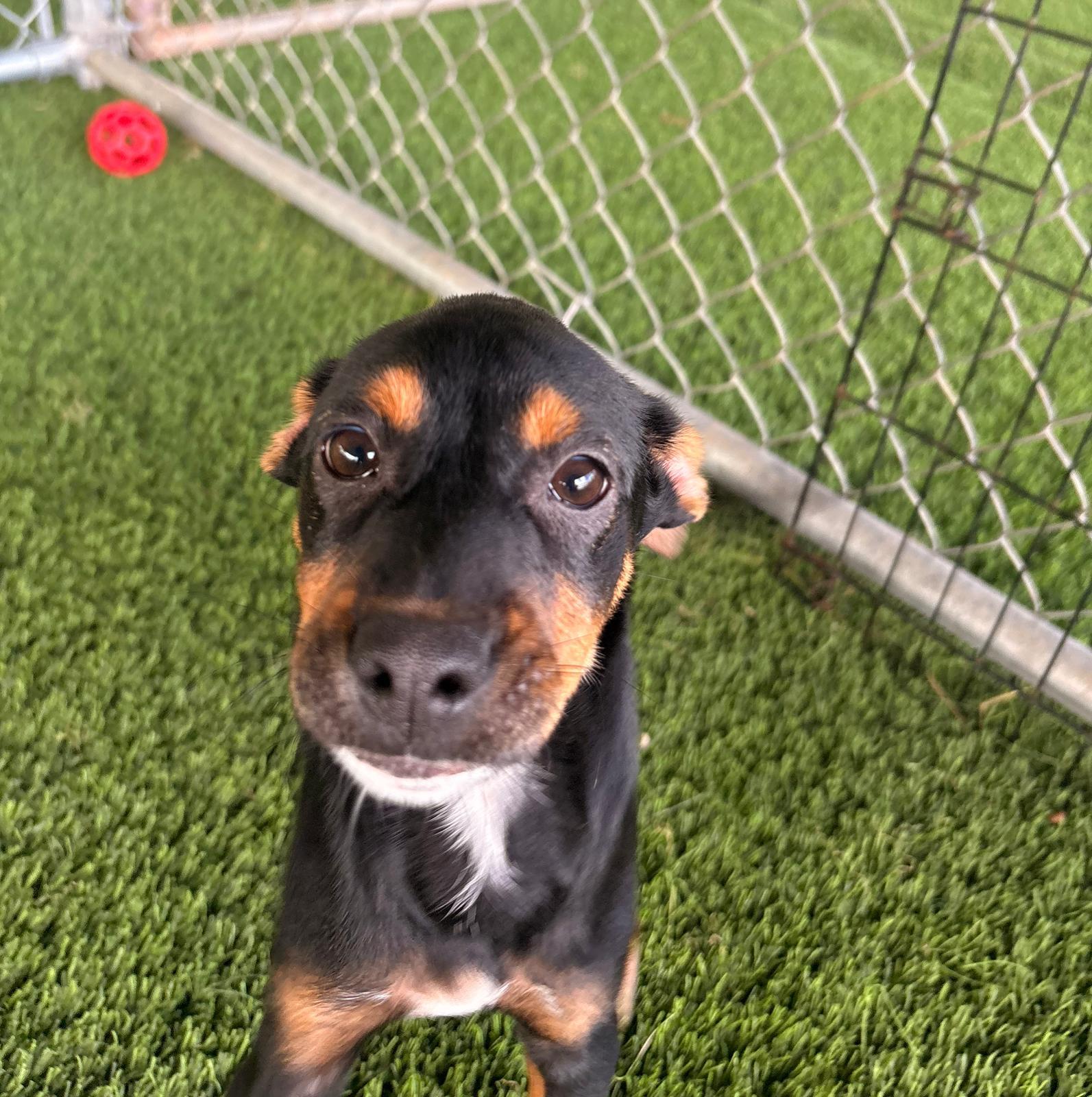 Willa, ADOPTABLE, Puppy Female Mixed Breed.