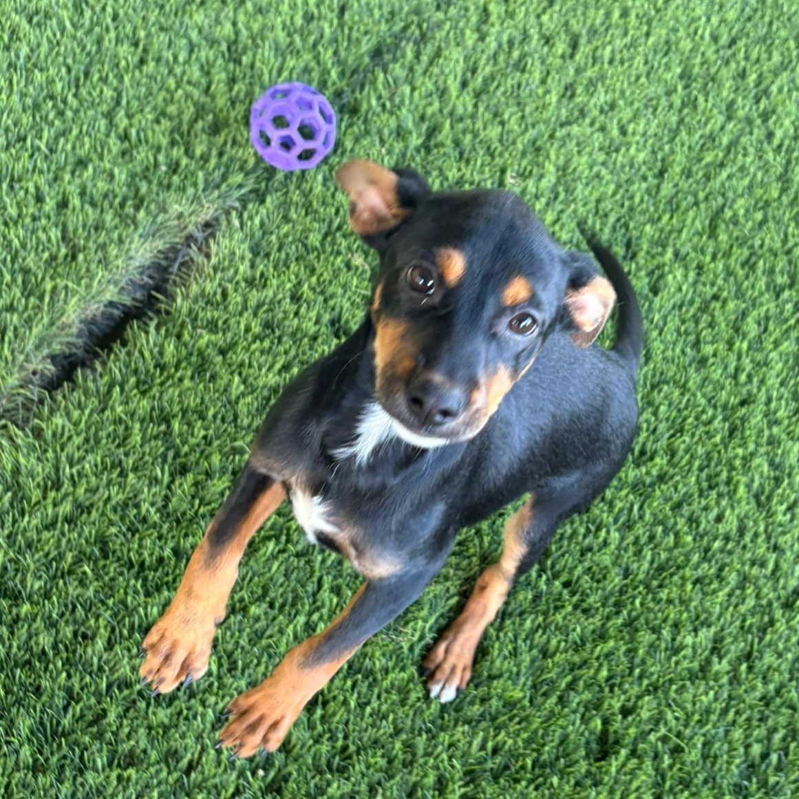 Enlarge Willa, a ADOPTABLE Mixed Breed in Brooklyn, NY image 4/4