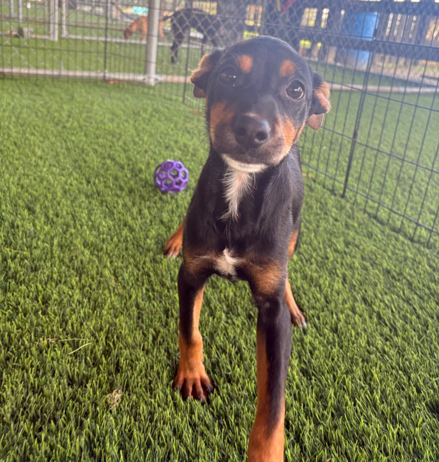 Enlarge Willa, a ADOPTABLE Mixed Breed in Brooklyn, NY image 3/4