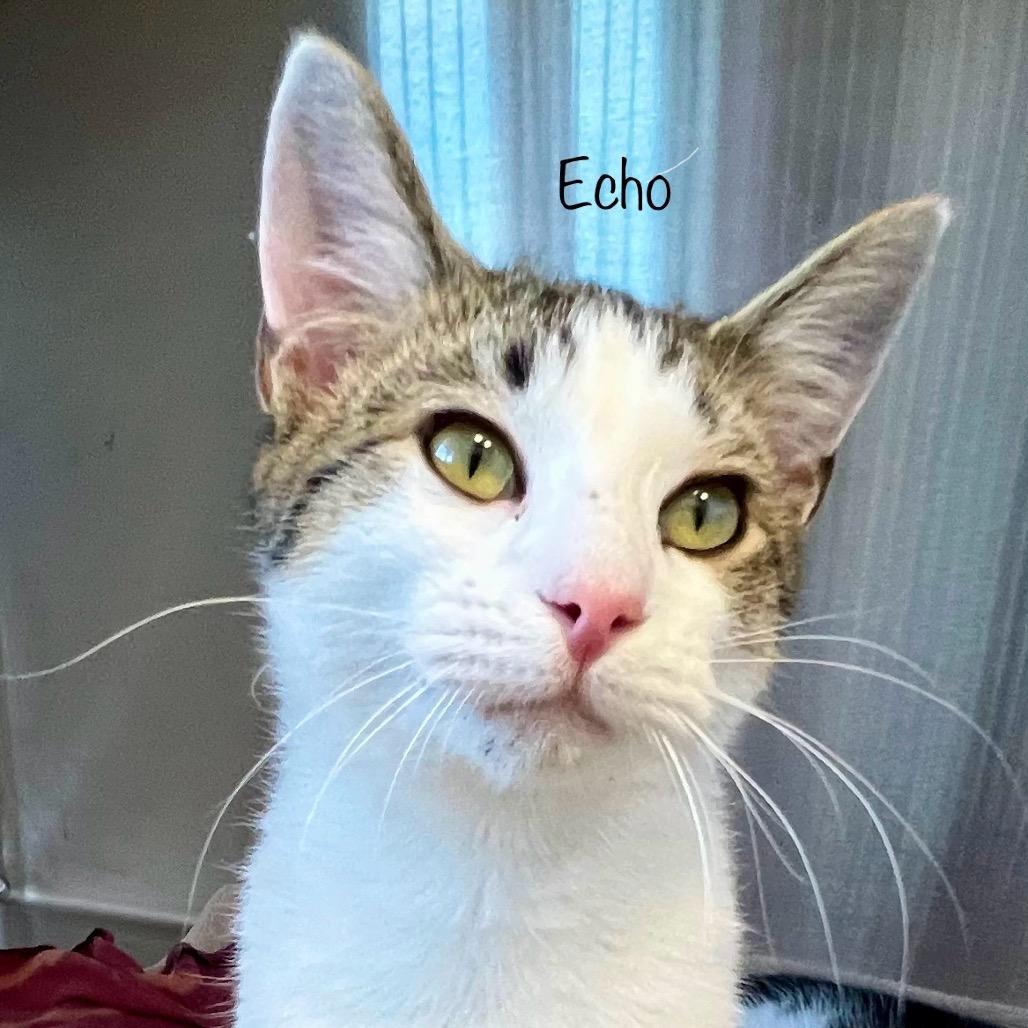 Echo, Adoptable, Adult Male Domestic Short Hair & Domestic Short Hair.