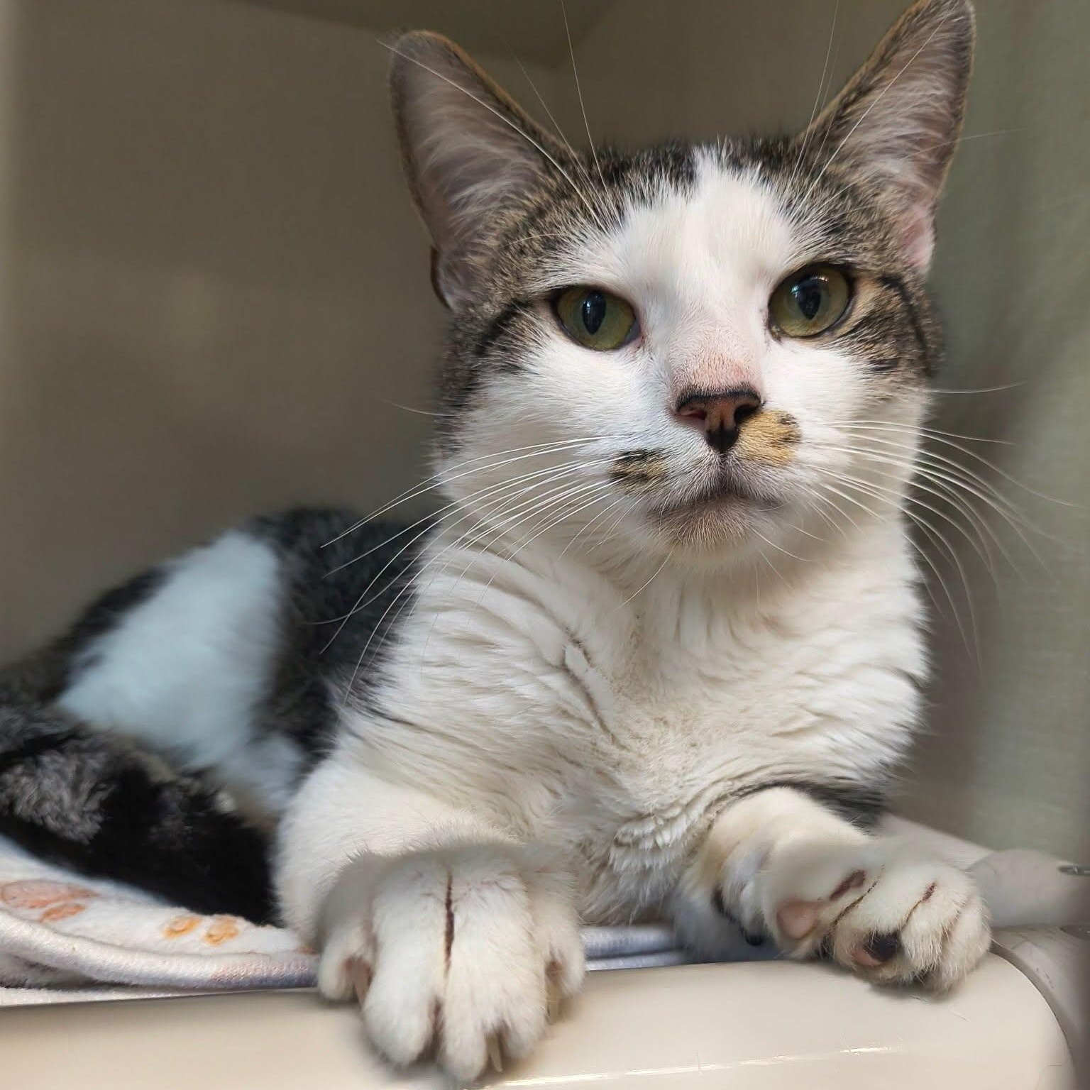 Enlarge Rip, an adopted Domestic Short Hair in Saint Marys, PA image 1/1