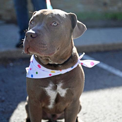 Charlie Chickens, Adoptable, Young Male Pit Bull Terrier.