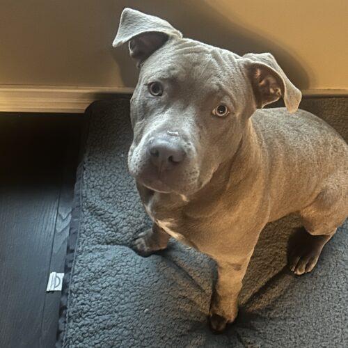 Enlarge Charlie Chickens, a Adoptable Pit Bull Terrier in Fishers, IN image 2/5