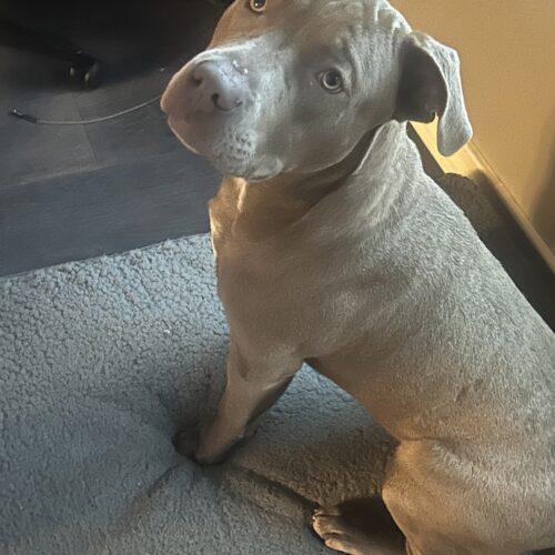 Enlarge Charlie Chickens, a Adoptable Pit Bull Terrier in Fishers, IN image 3/5