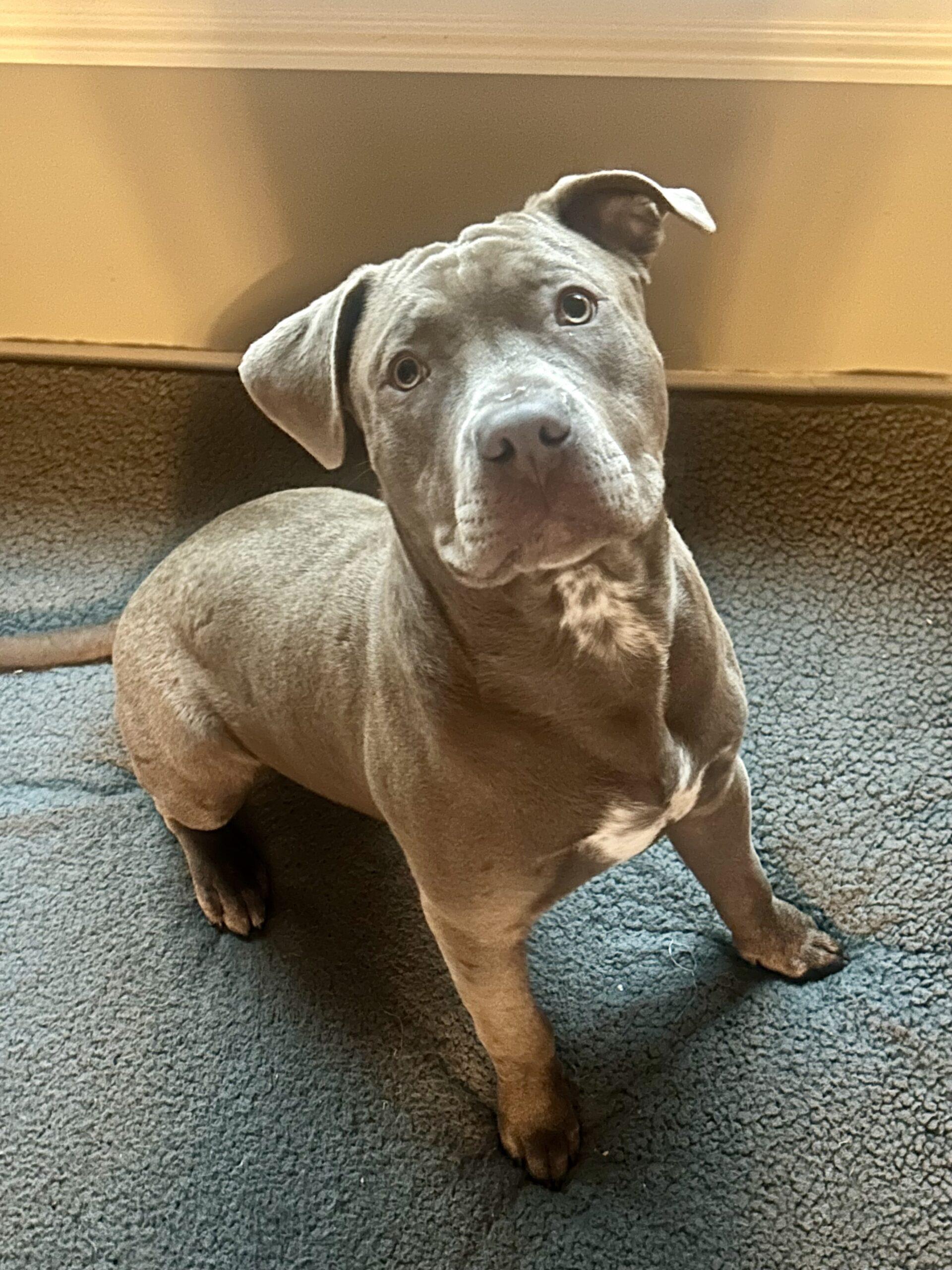 Enlarge Charlie Chickens, a Adoptable Pit Bull Terrier in Fishers, IN image 4/5