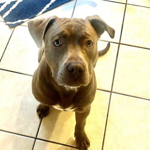 Enlarge Charlie Chickens, a Adoptable Pit Bull Terrier in Fishers, IN image 5/5