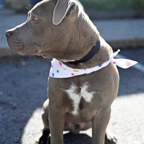 Enlarge Charlie Chickens, a Adoptable Pit Bull Terrier in Fishers, IN image 5/5