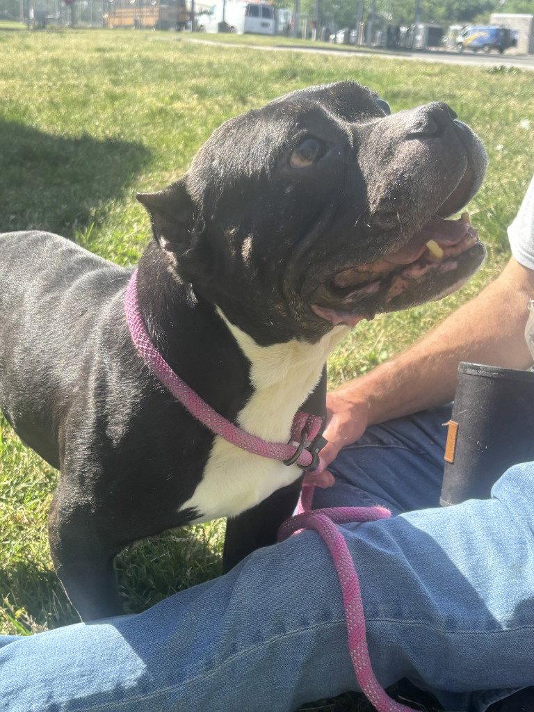 DA 41 Waffle, Adoptable, Adult Male English Bulldog & Pit Bull Terrier.