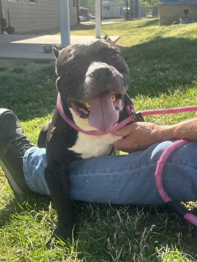 Enlarge DA 41 Waffle, a Adoptable mixed breed in Glen Allen, VA image 2/3