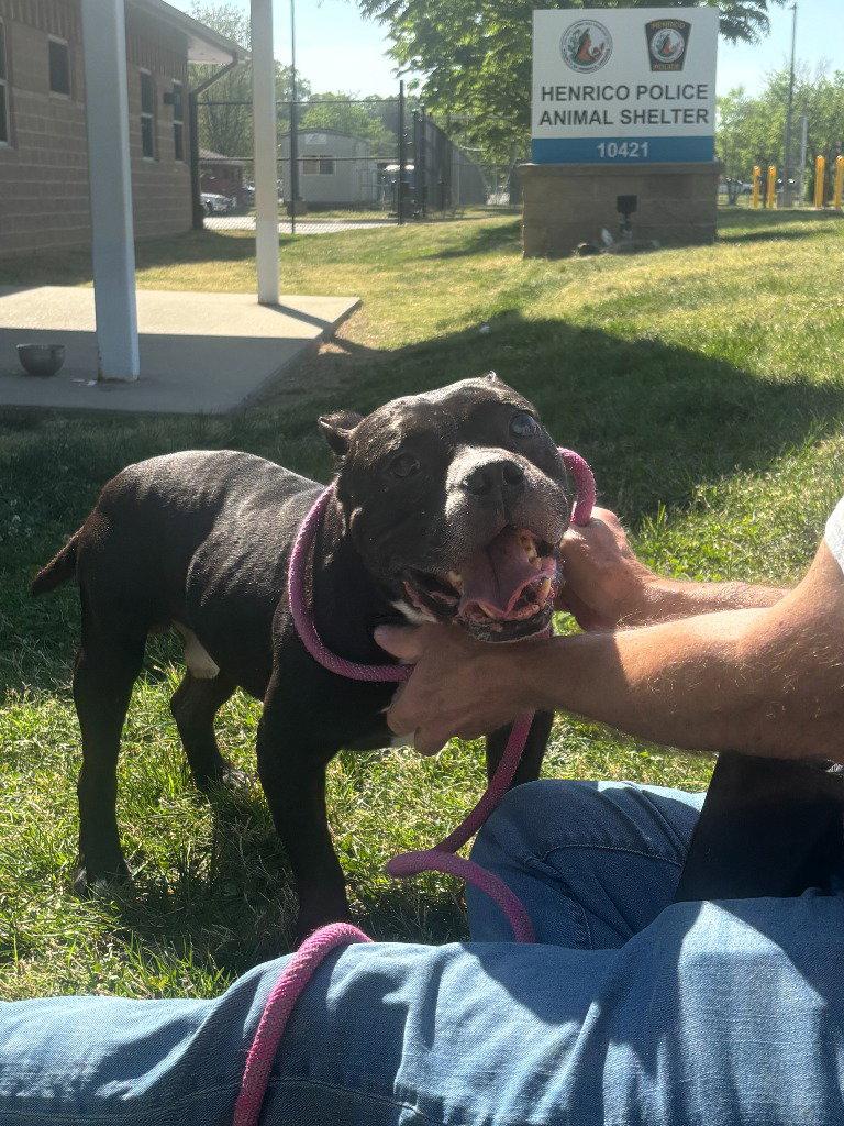 Enlarge DA 41 Waffle, a Adoptable mixed breed in Glen Allen, VA image 3/3