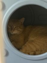 Enlarge Cherokee, a ADOPTABLE Domestic Short Hair in Potsdam, NY image 2/2
