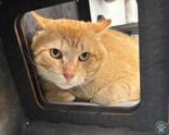 Enlarge Cherokee, a ADOPTABLE Domestic Short Hair in Potsdam, NY image 1/2