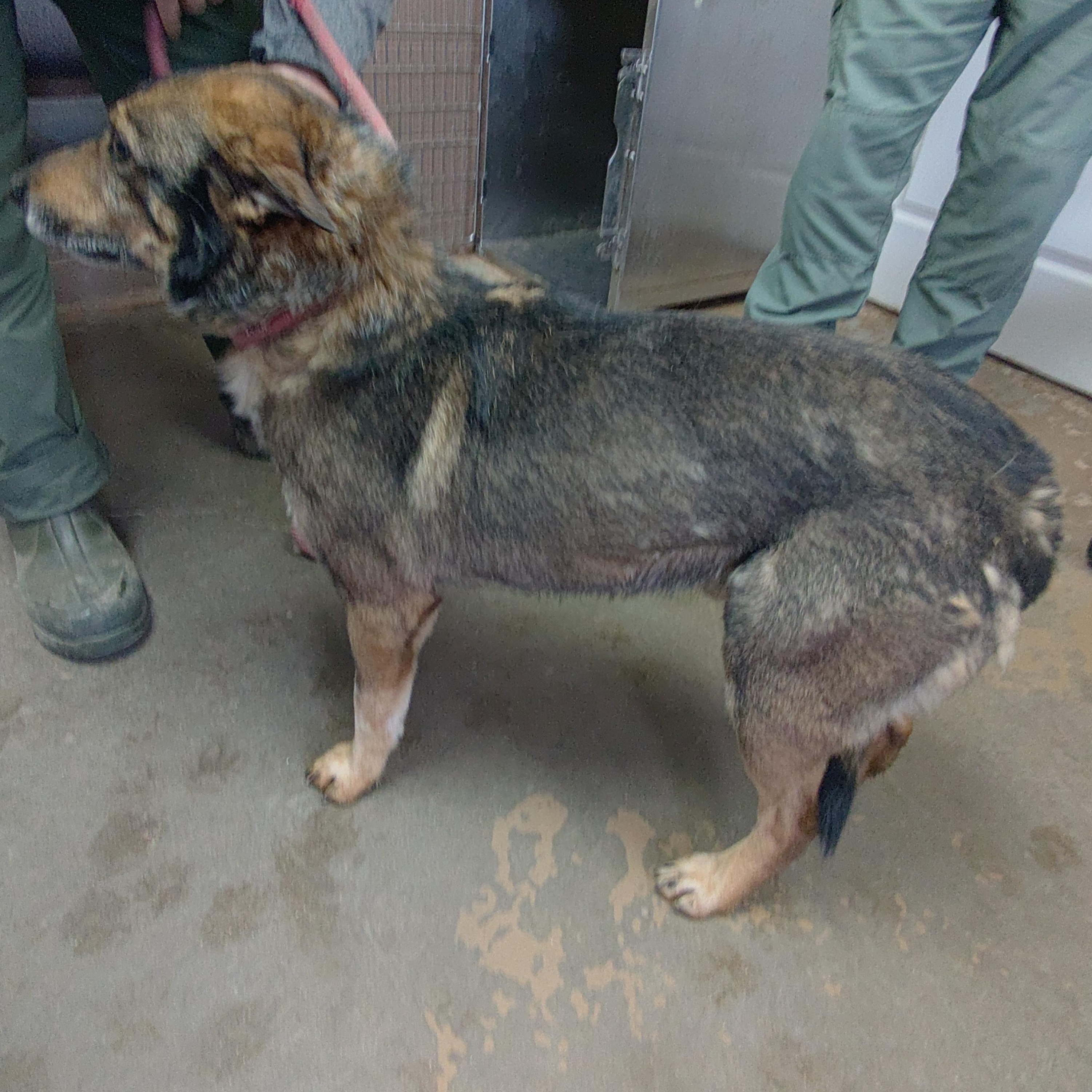 Enlarge 25-119, a ADOPTABLE mixed breed in Carrollton, OH image 3/3