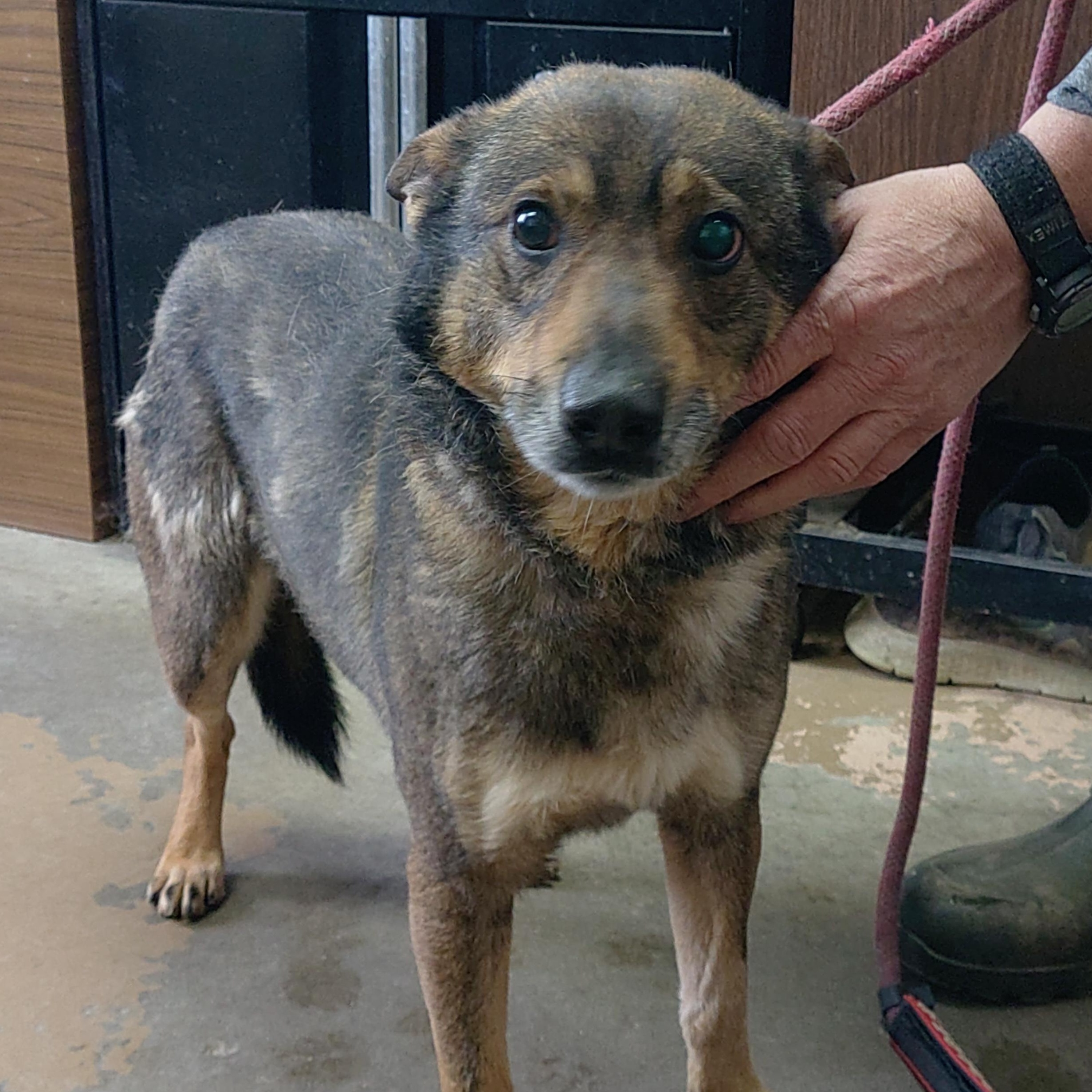 Enlarge 25-119, a ADOPTABLE mixed breed in Carrollton, OH image 1/3