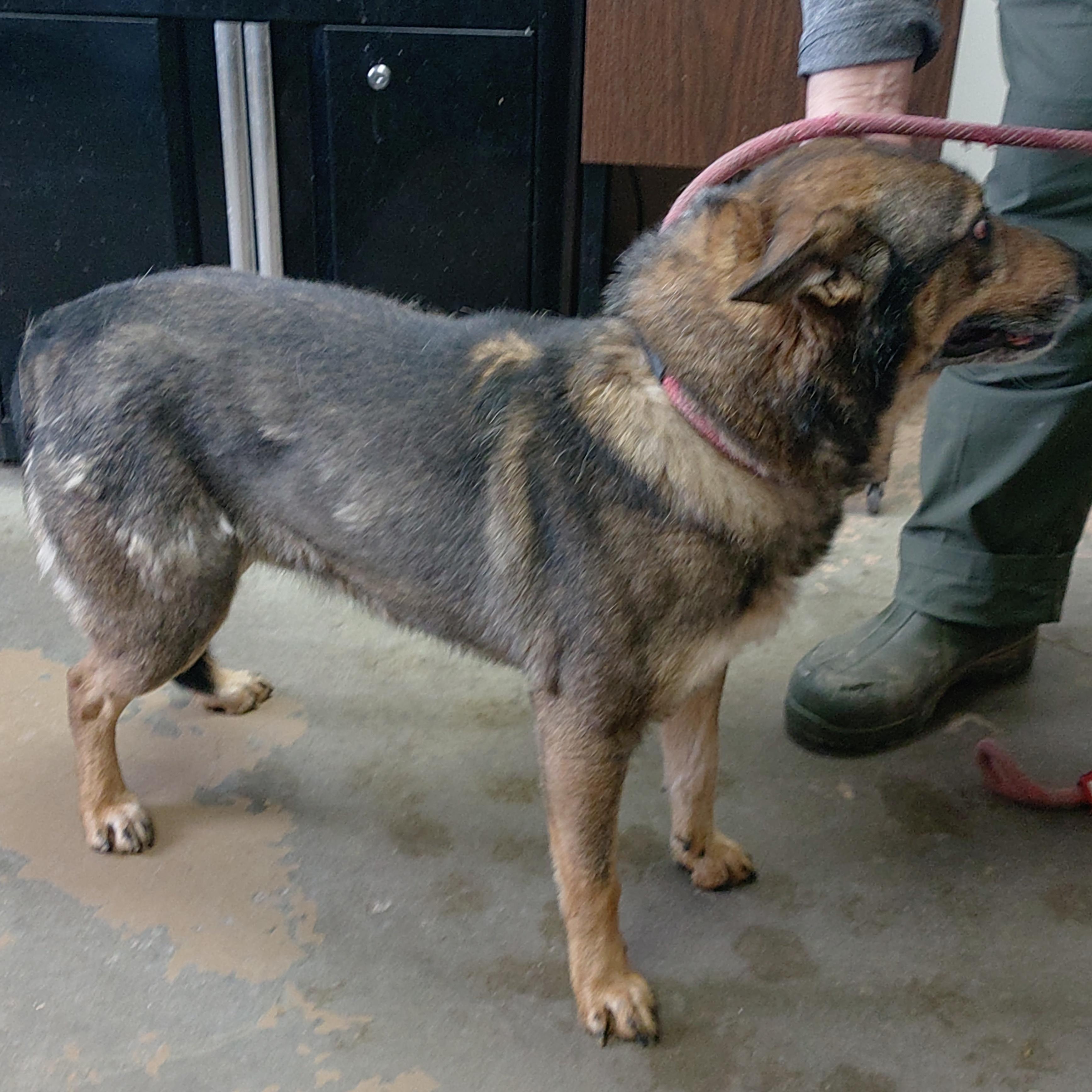 Enlarge 25-119, a ADOPTABLE mixed breed in Carrollton, OH image 2/3