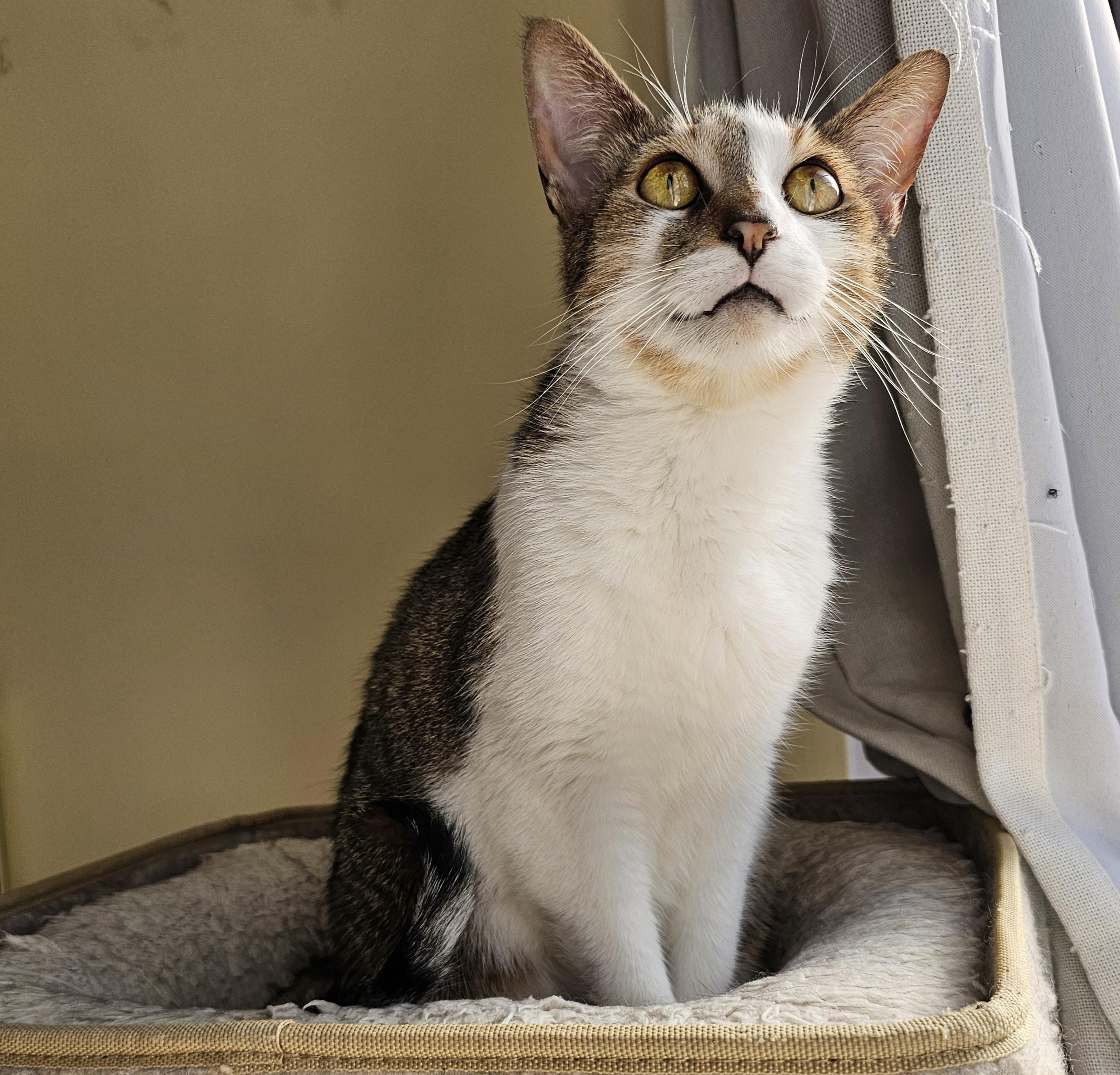 Enlarge Drizzle + Rain, a ADOPTABLE Domestic Short Hair in Ridgefield, CT image 3/6