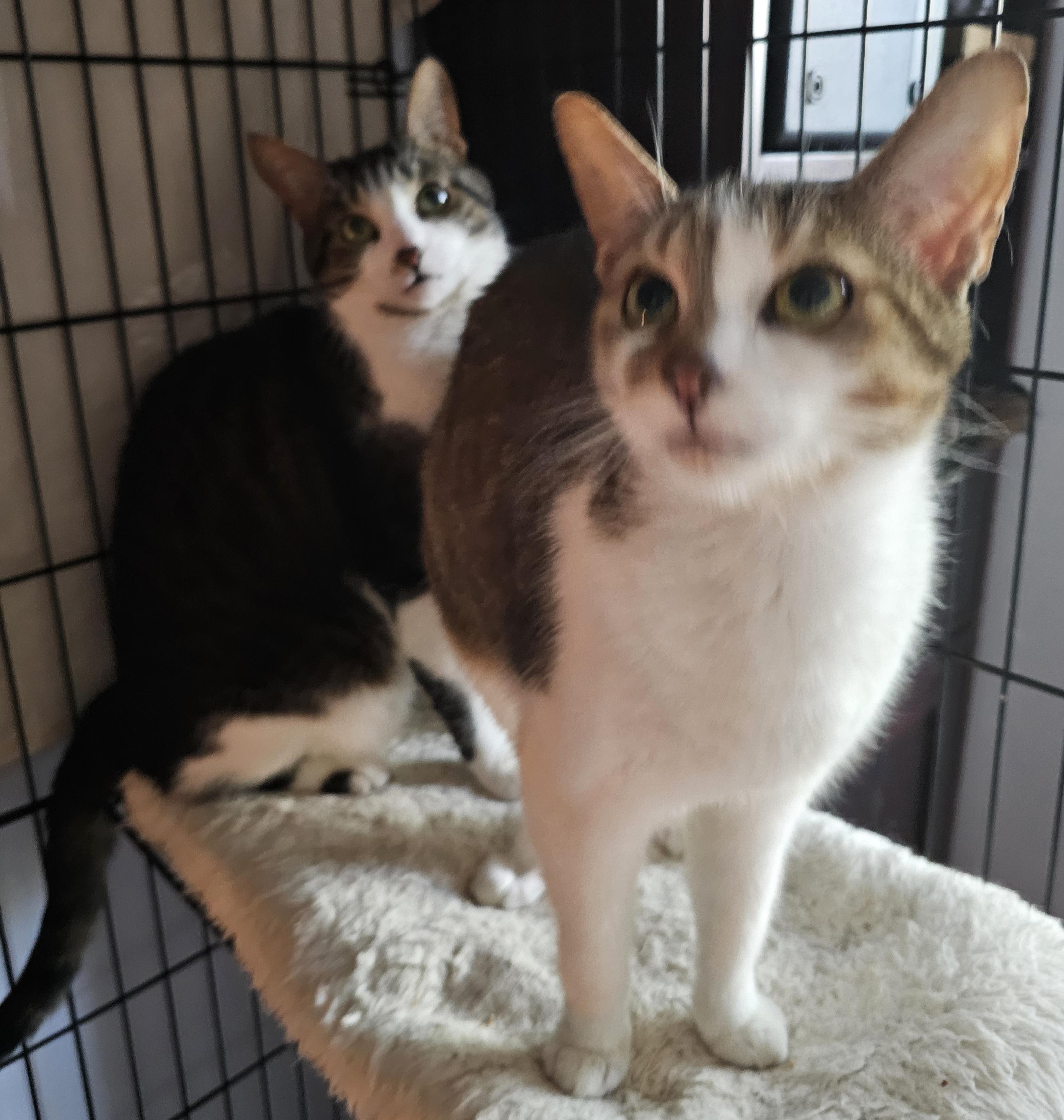 Enlarge Drizzle + Rain, a ADOPTABLE Domestic Short Hair in Ridgefield, CT image 2/6