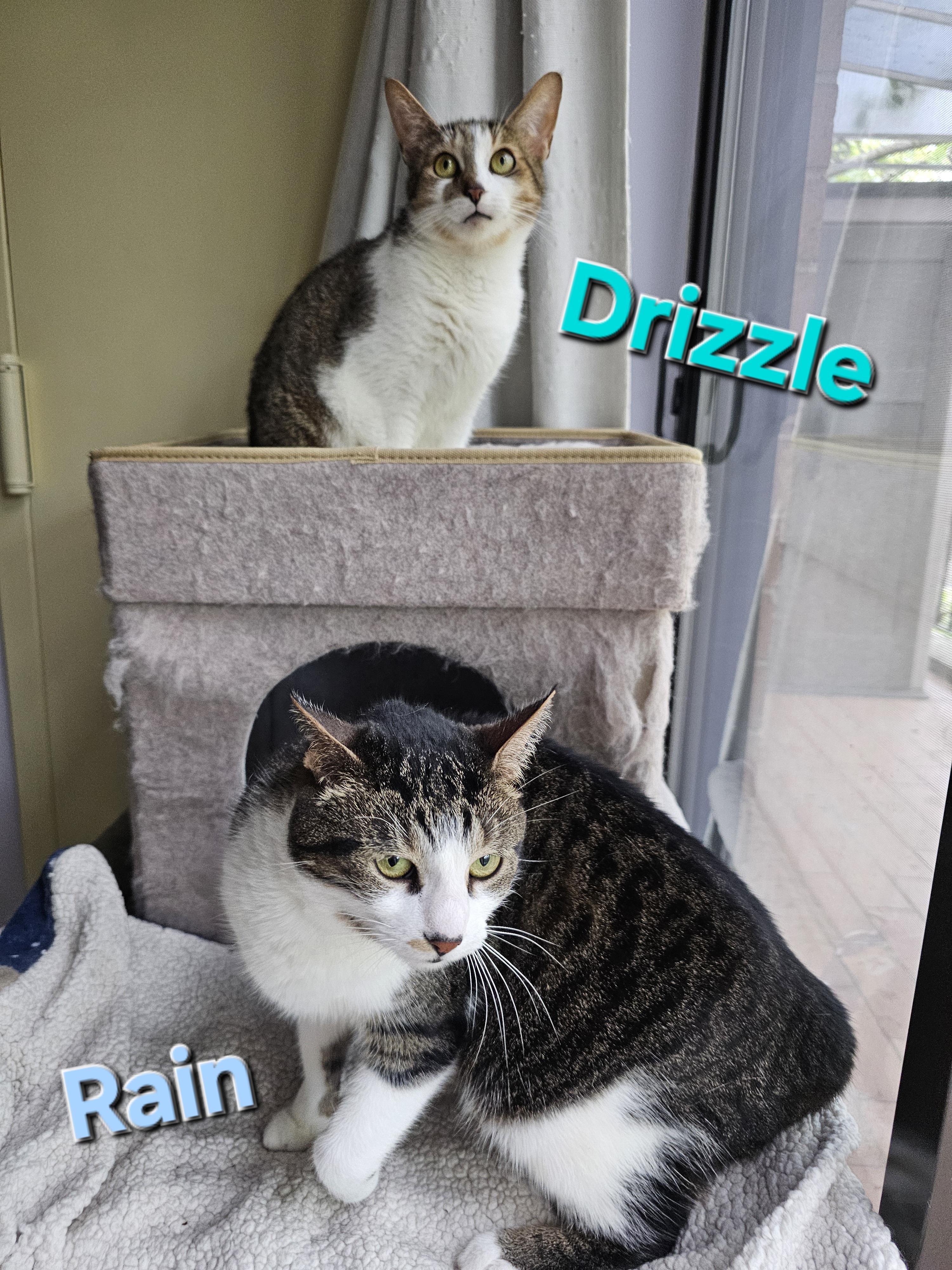 Drizzle + Rain, ADOPTABLE, Adult Female Domestic Short Hair.