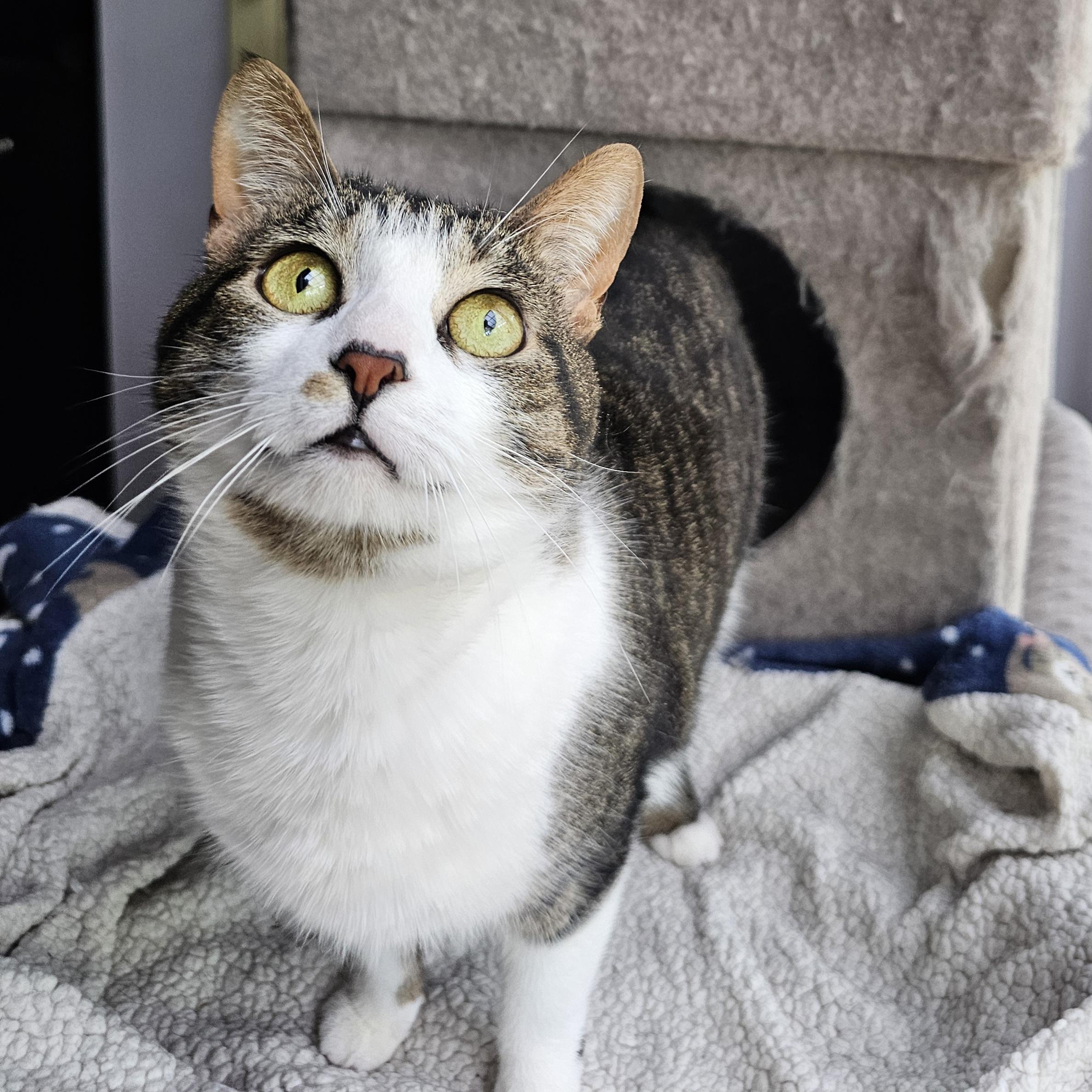 Enlarge Drizzle + Rain, a ADOPTABLE Domestic Short Hair in Ridgefield, CT image 4/6