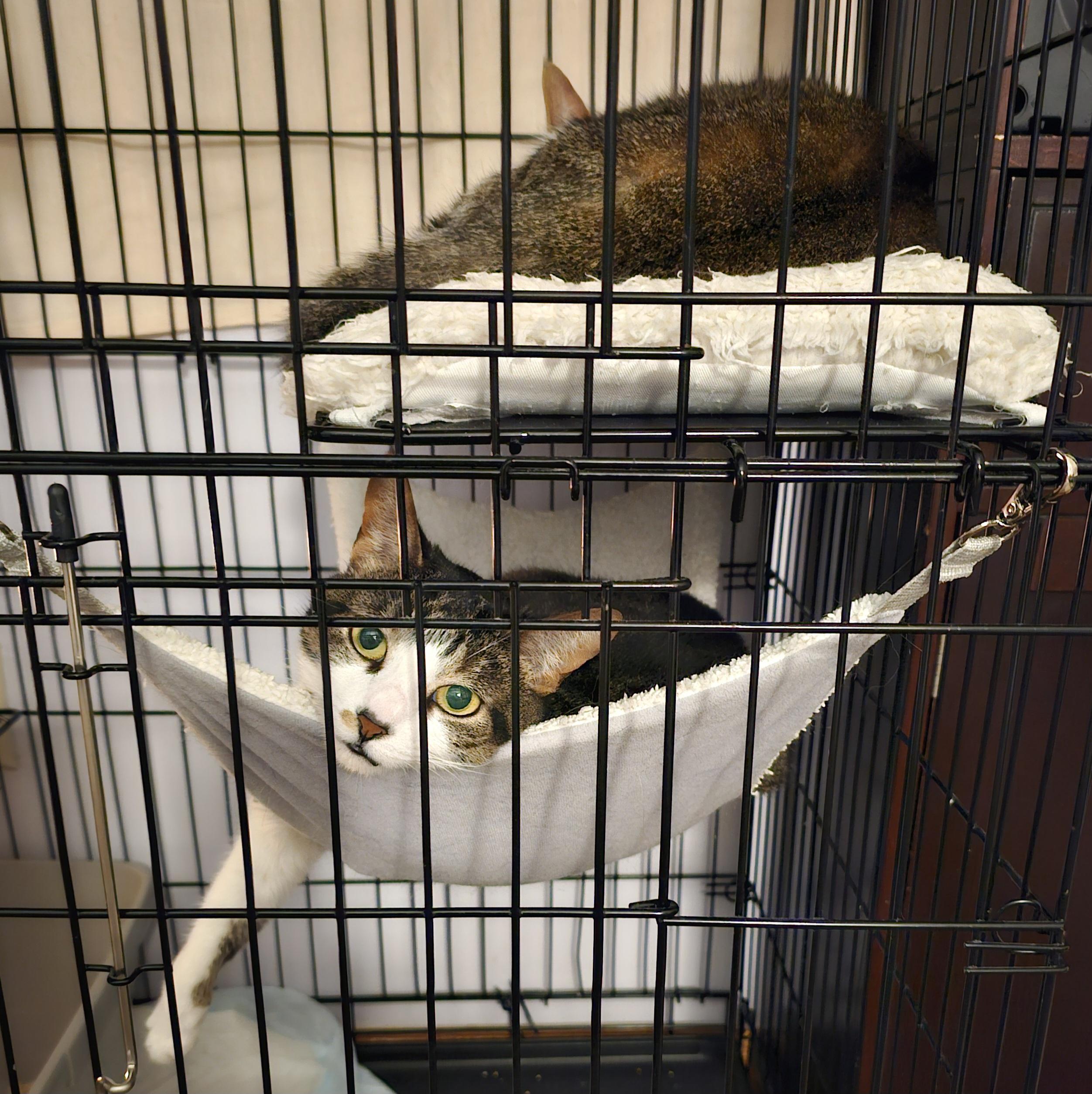 Enlarge Drizzle + Rain, a ADOPTABLE Domestic Short Hair in Ridgefield, CT image 5/6