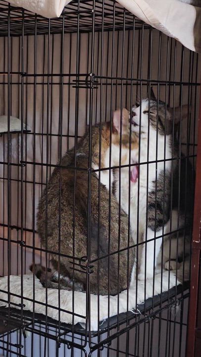 Enlarge Drizzle + Rain, a ADOPTABLE Domestic Short Hair in Ridgefield, CT video 6/6