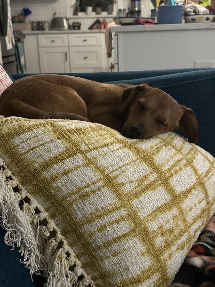 Slinky, Adoptable, Adult Male Shepherd & Dachshund.