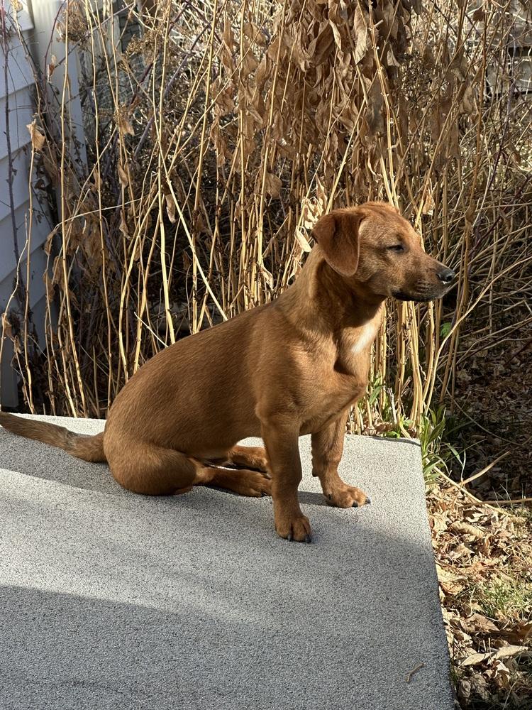 Slinky, a Adoptable mixed breed in Lafayette, CO image 2/6