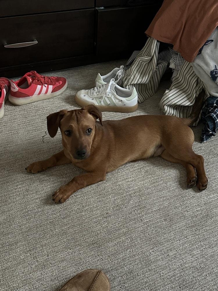 Slinky, a Adoptable mixed breed in Lafayette, CO image 3/6